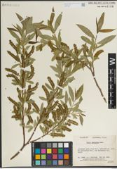 Foto von Salix laevigata Bebb